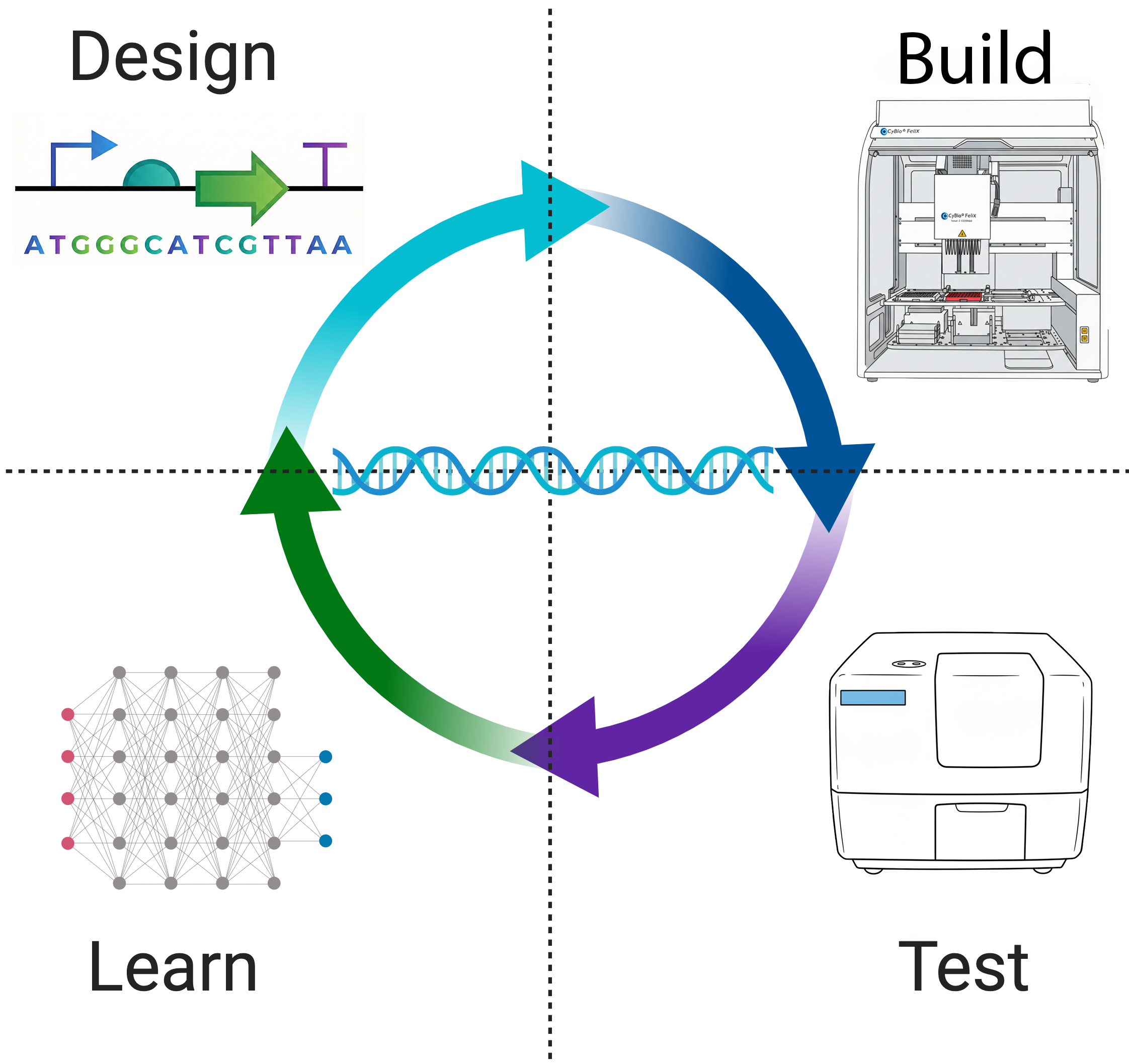 Strain Design & Engineering